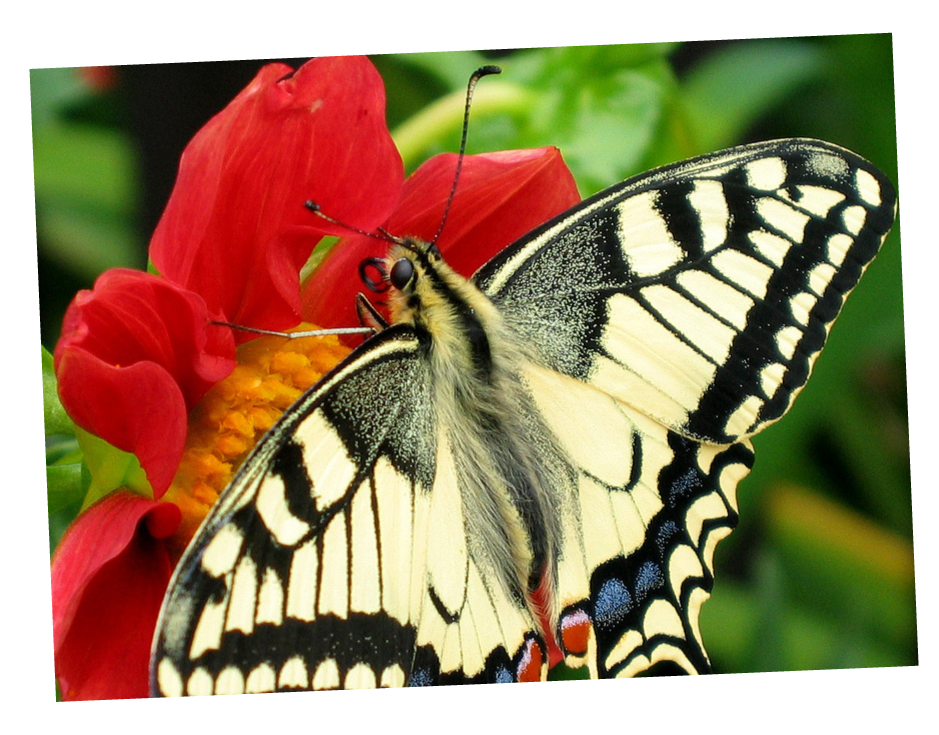 img_foto_borboleta